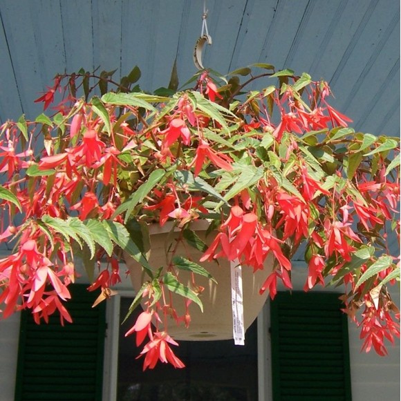 BEGONIA BOLIVIENSIS BELLADONA