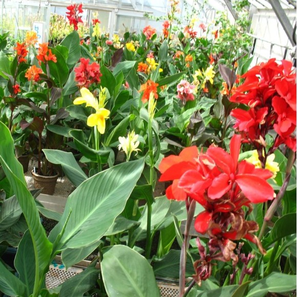 CANNAS