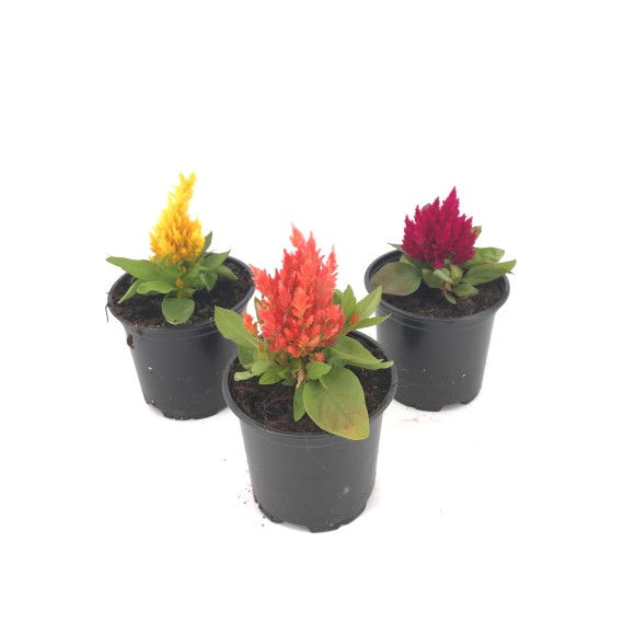 CELOSIA PLUMOSA