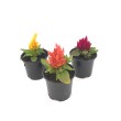 CELOSIA PLUMOSA