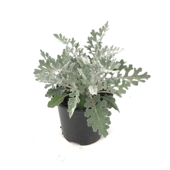 CINERARIA MARITIMA