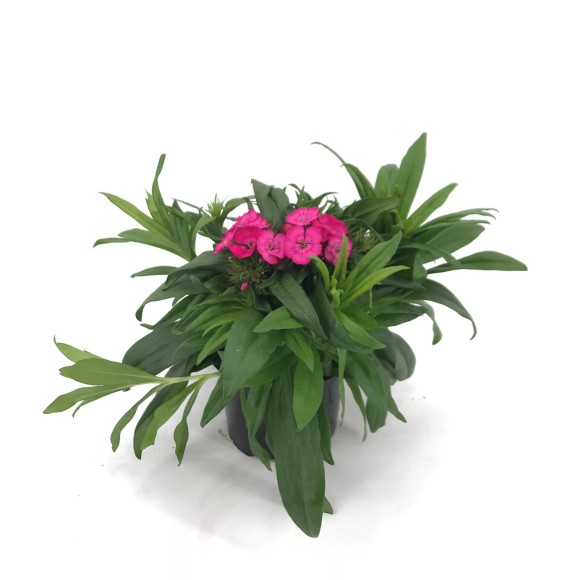 CLAVEL BARBARINI